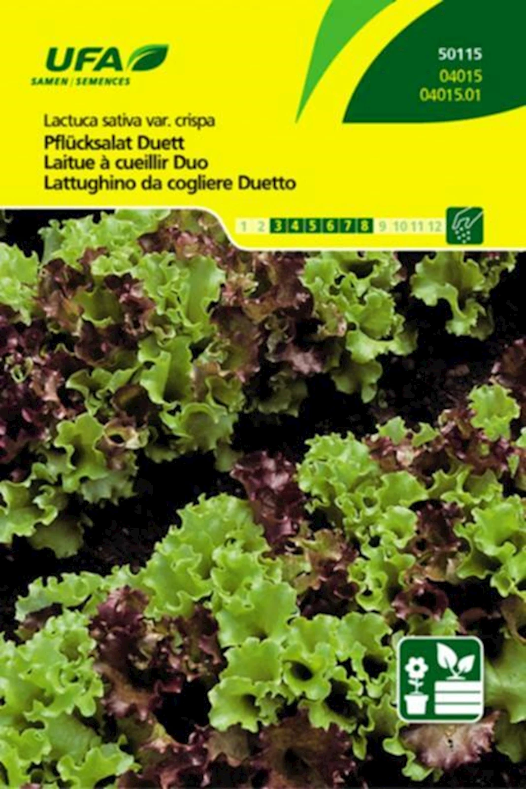 Laitue à cueillir duo UFA