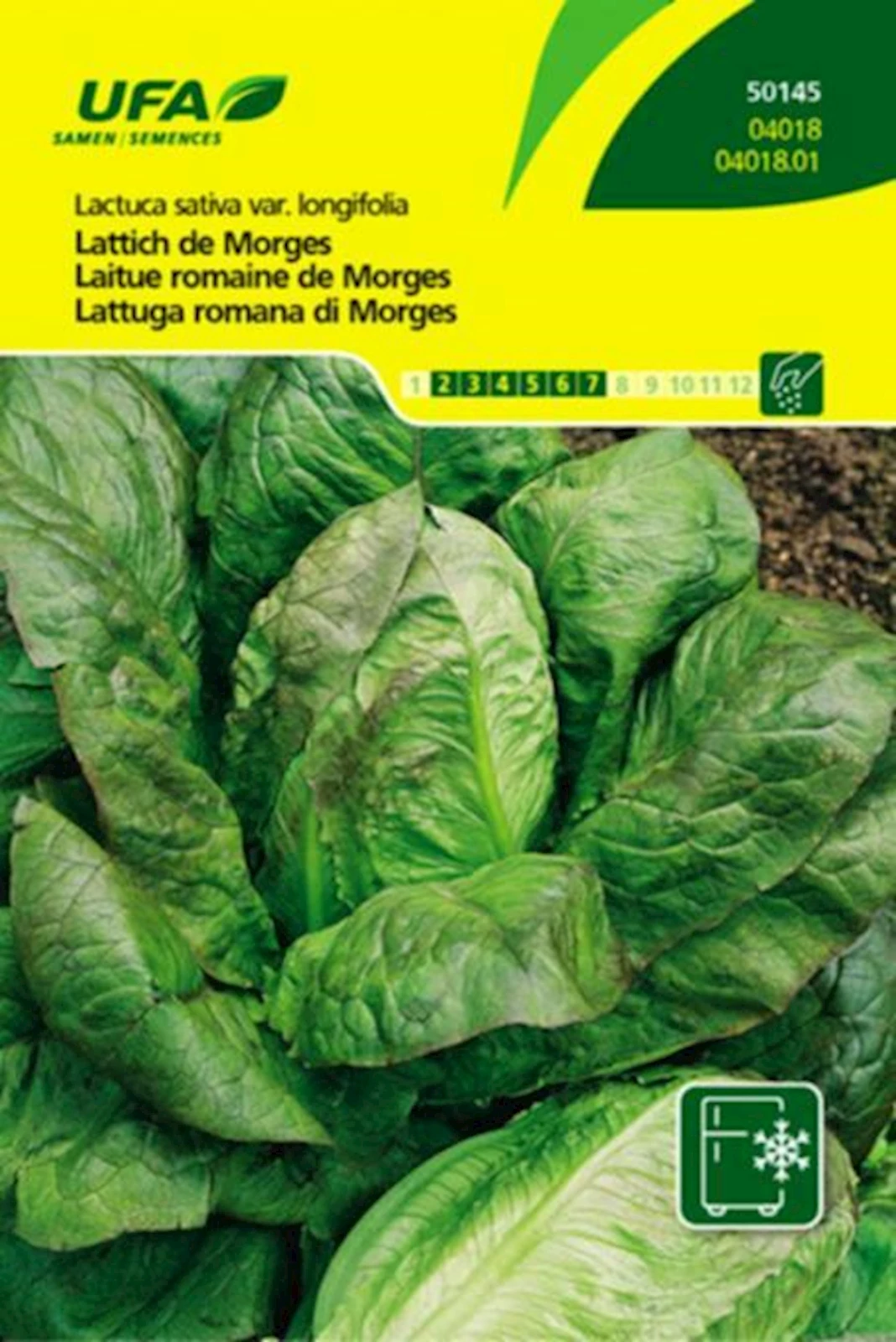 Lattich De Morges UFA