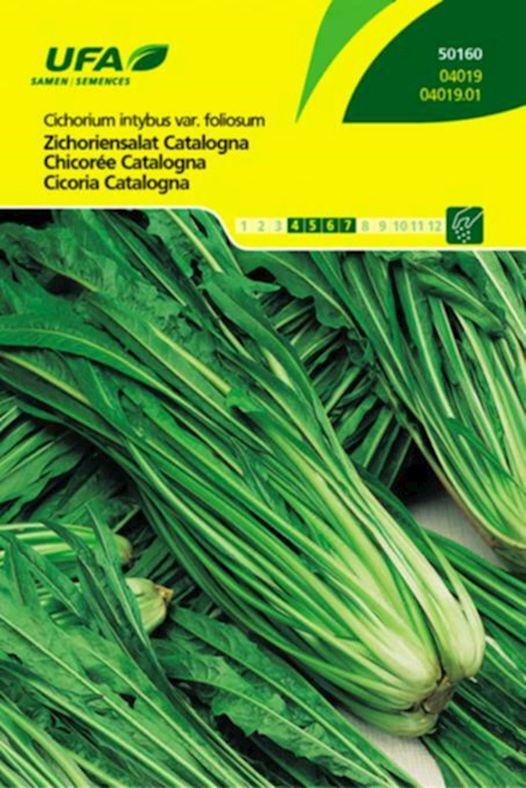 Zichoriensalat Catalogna UFA