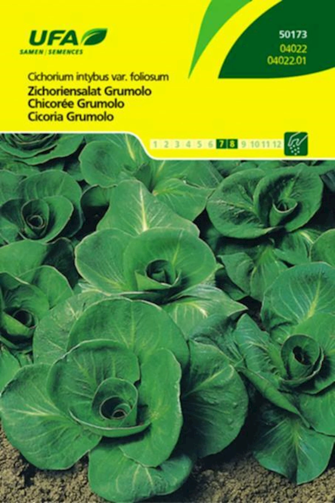 Chicorée Grumolo UFA