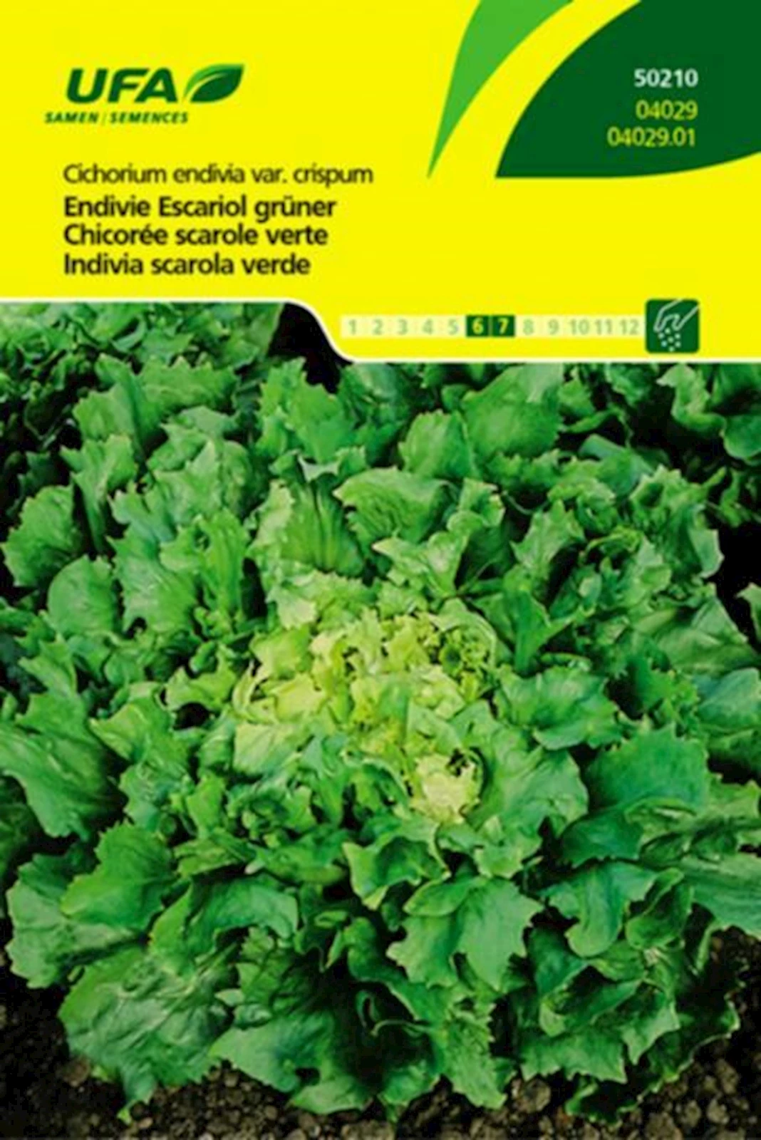 Endivien Escariol Grüner UFA