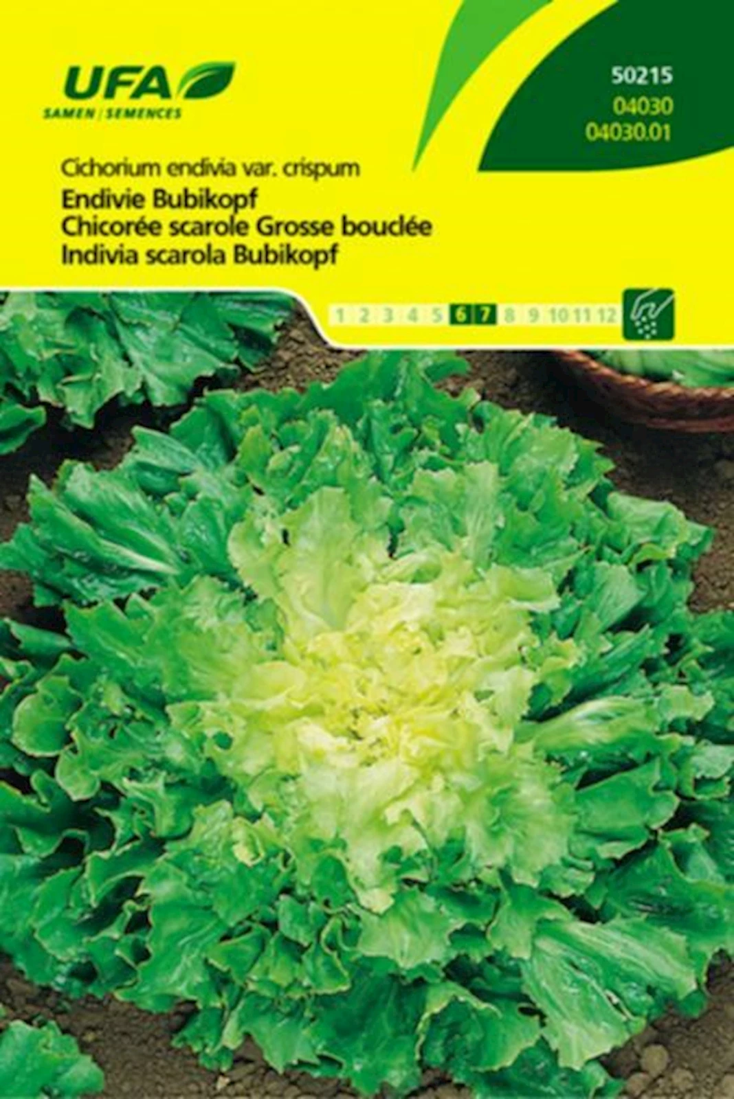 Endivien Bubikopf UFA