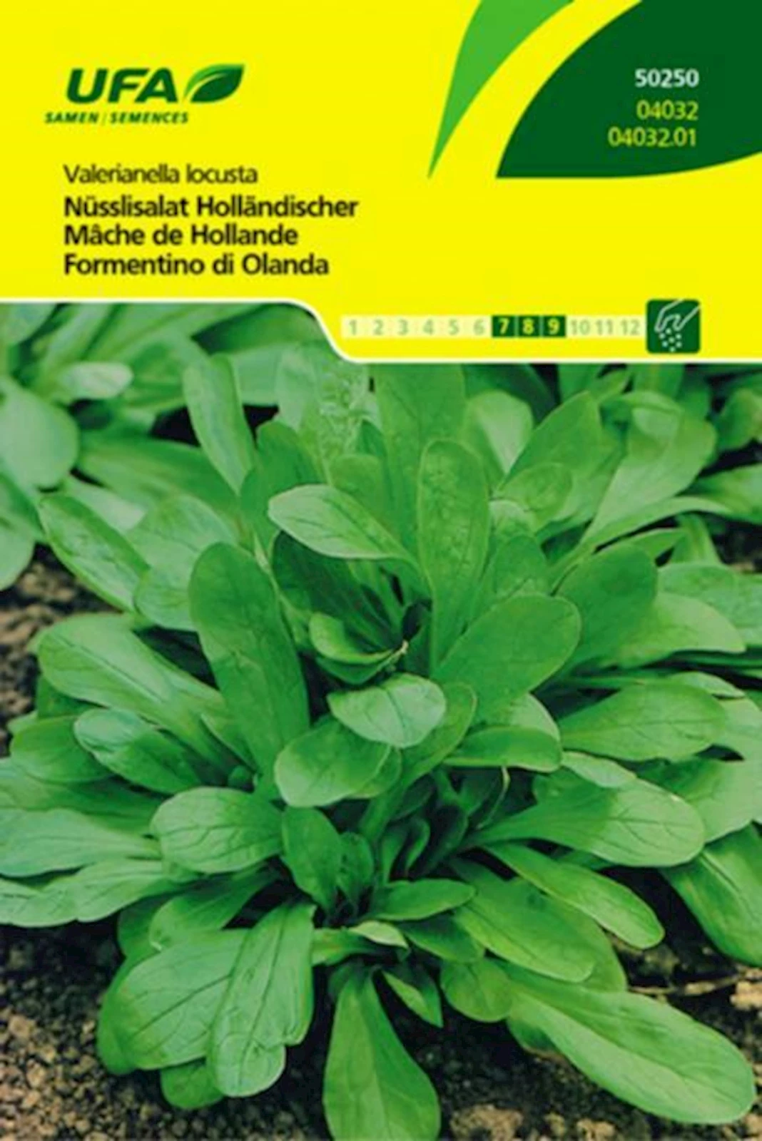 Nüsslisalat Holländisch UFA