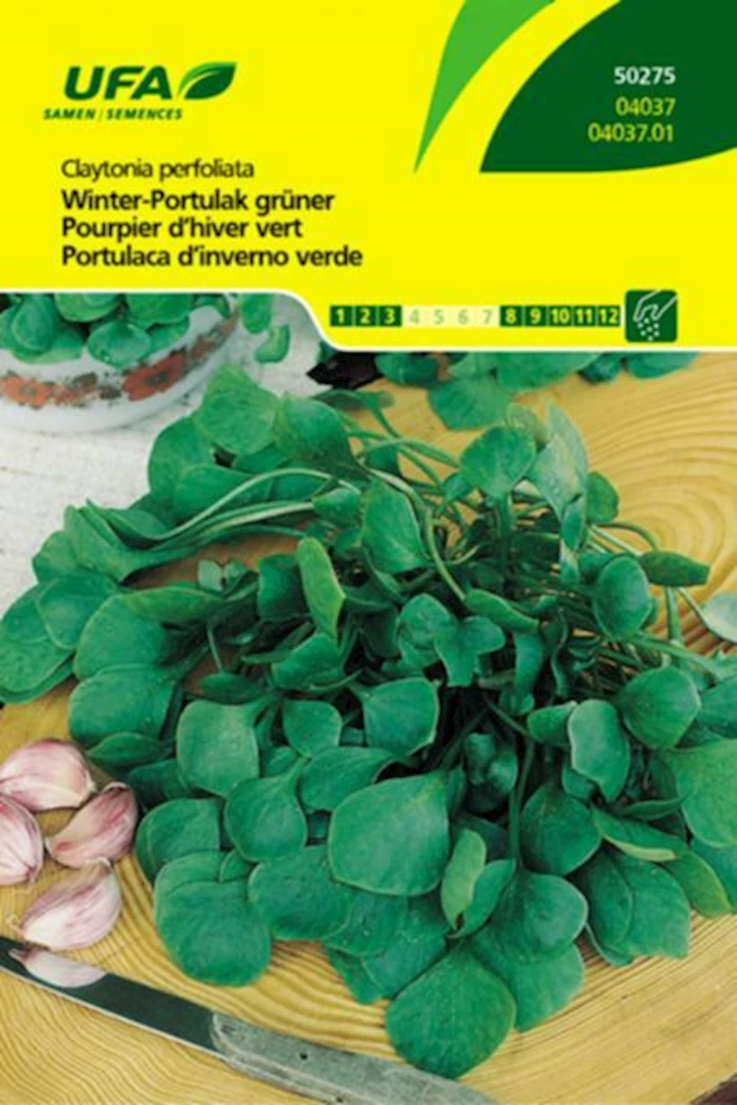 Portulak Winter Grüner UFA