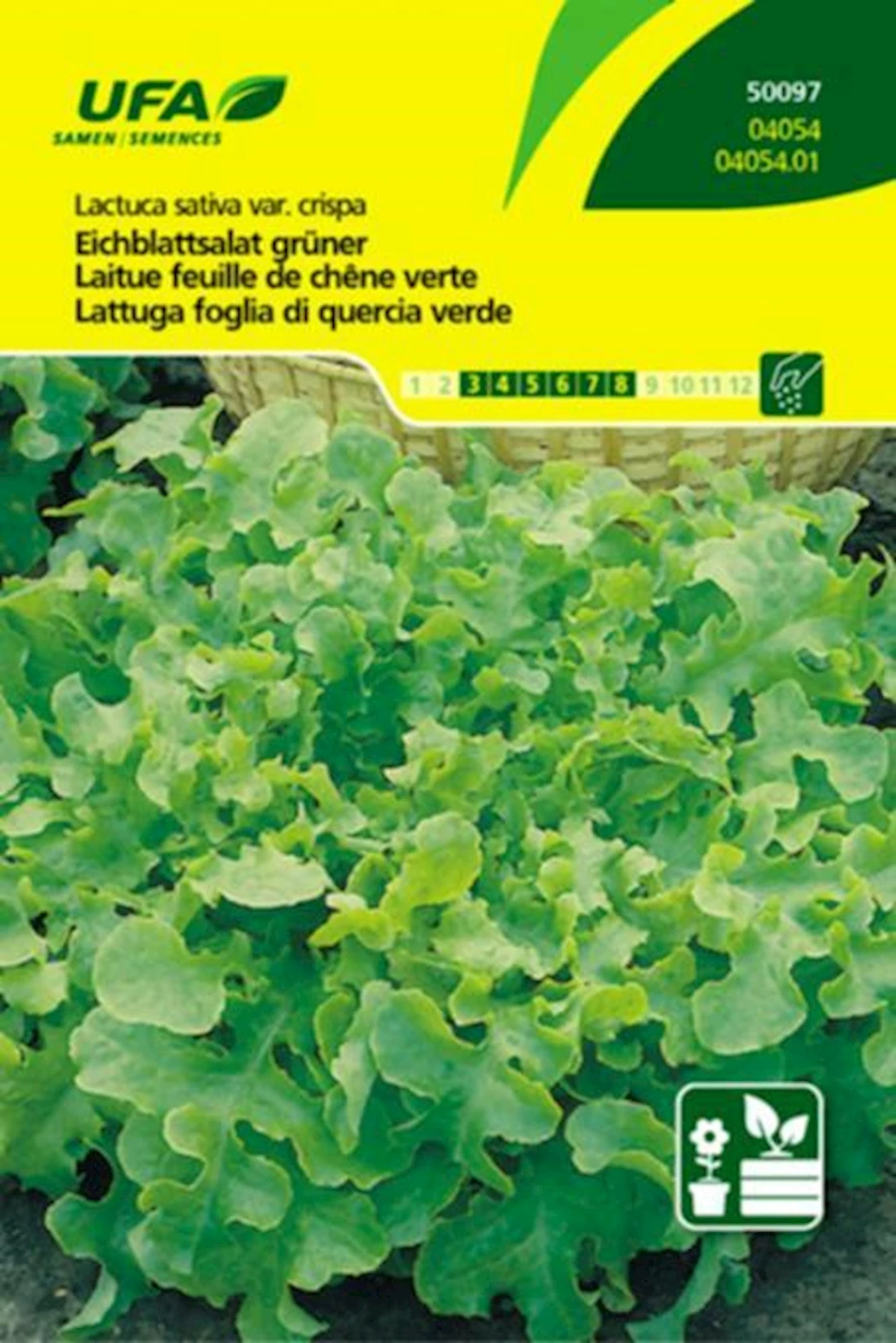 Eichblattsalat grün UFA