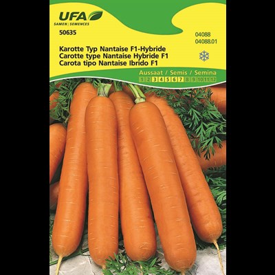 Karotten Typ Nantaise UFA