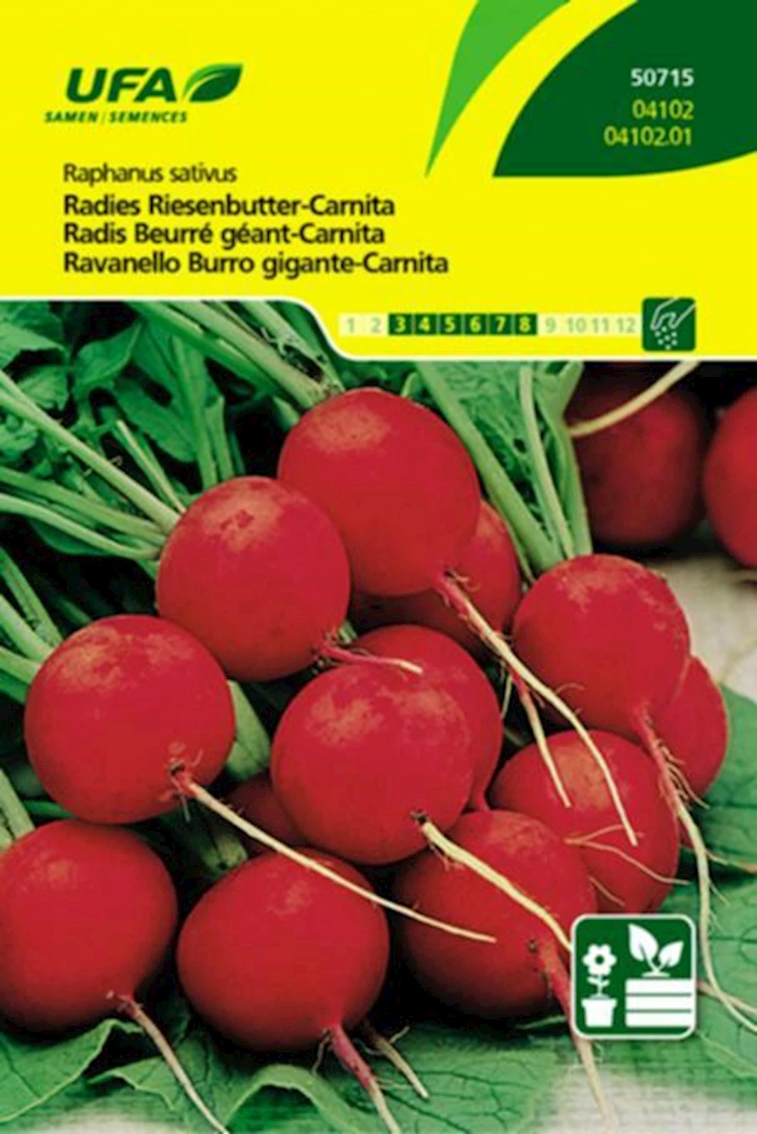 Radies Riesenbutter Carnita UFA