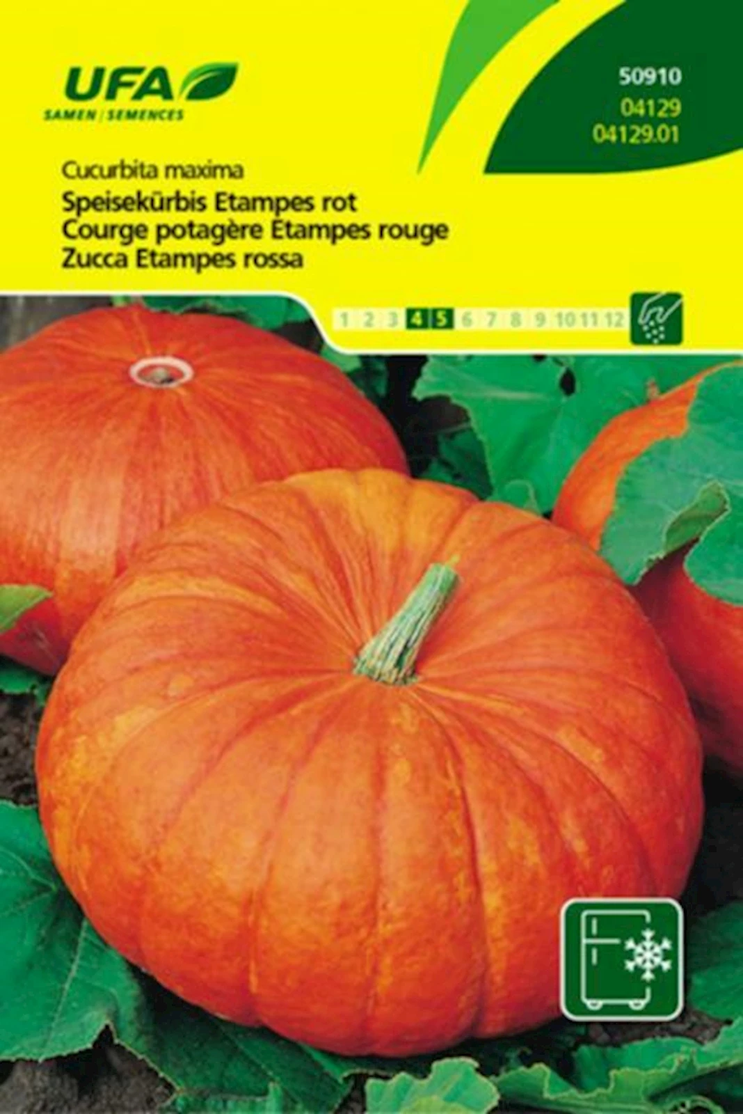 Courge potag. étampes rou. UFA