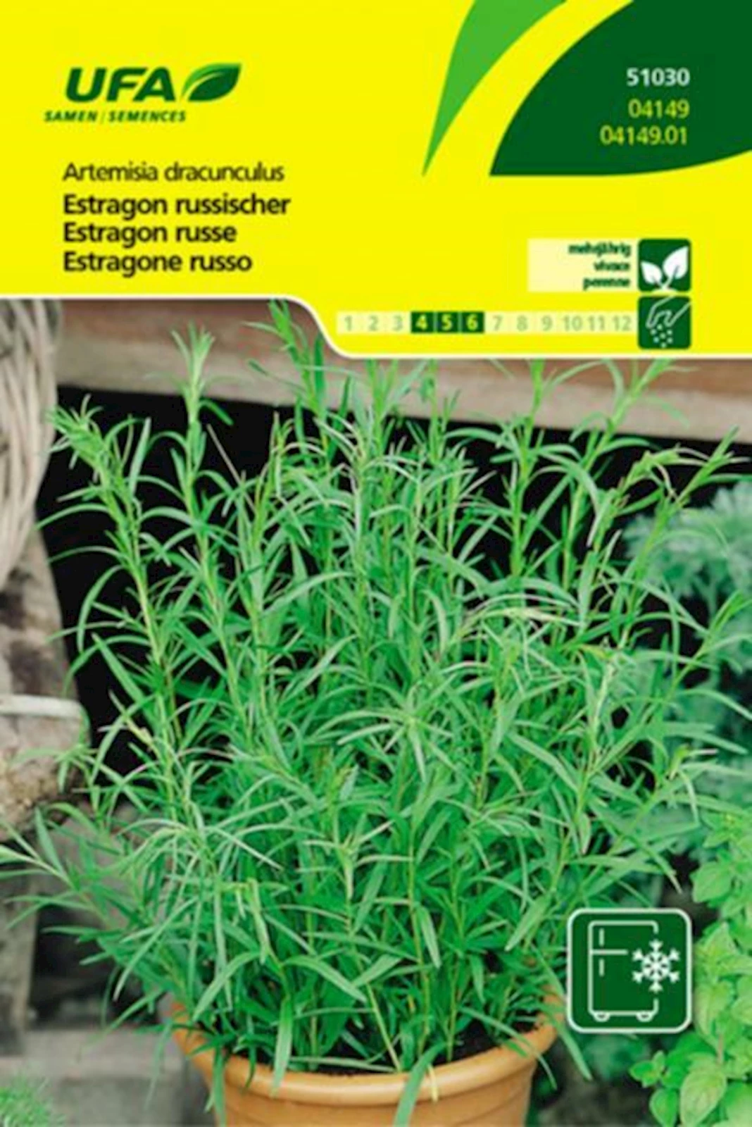 Kräuter Estragon russischer UFA