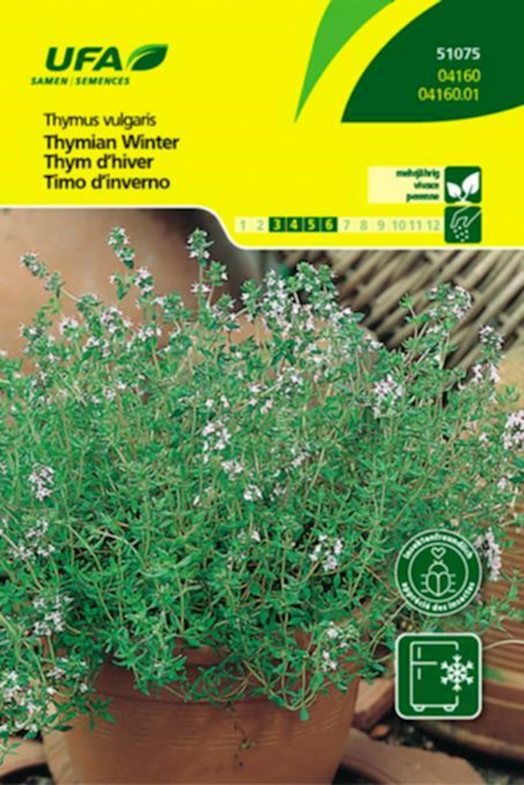 Kräuter Thymian Winter UFA
