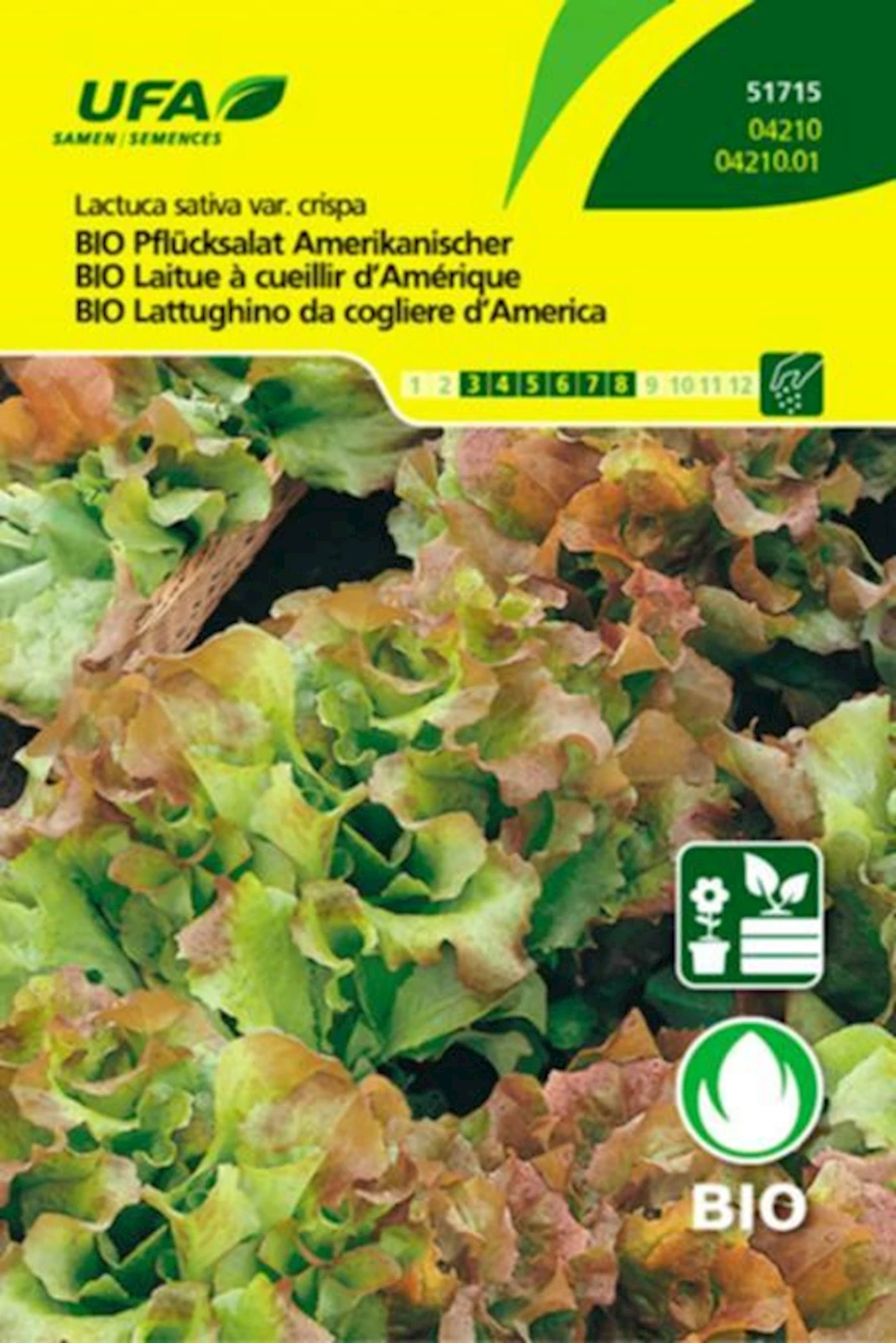 Pflücksalat Amerika BIO-K UFA