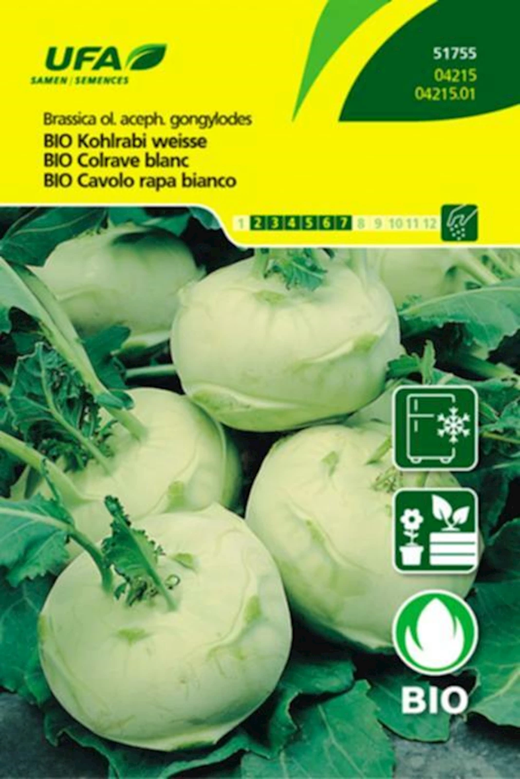 Chou-rave blanc BIO-B  UFA