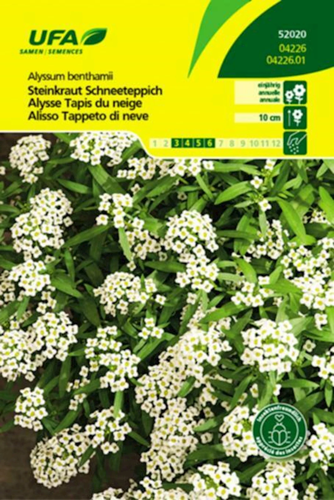 Steinkraut Schneeteppich UFA