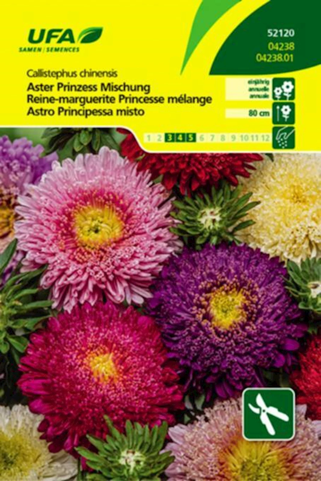 Aster Prinzess Mischung UFA