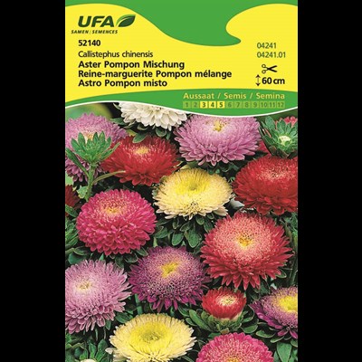 Aster Pompon Mischung UFA