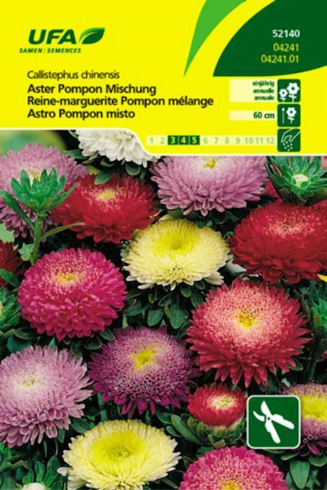 Aster Pompon Mischung UFA