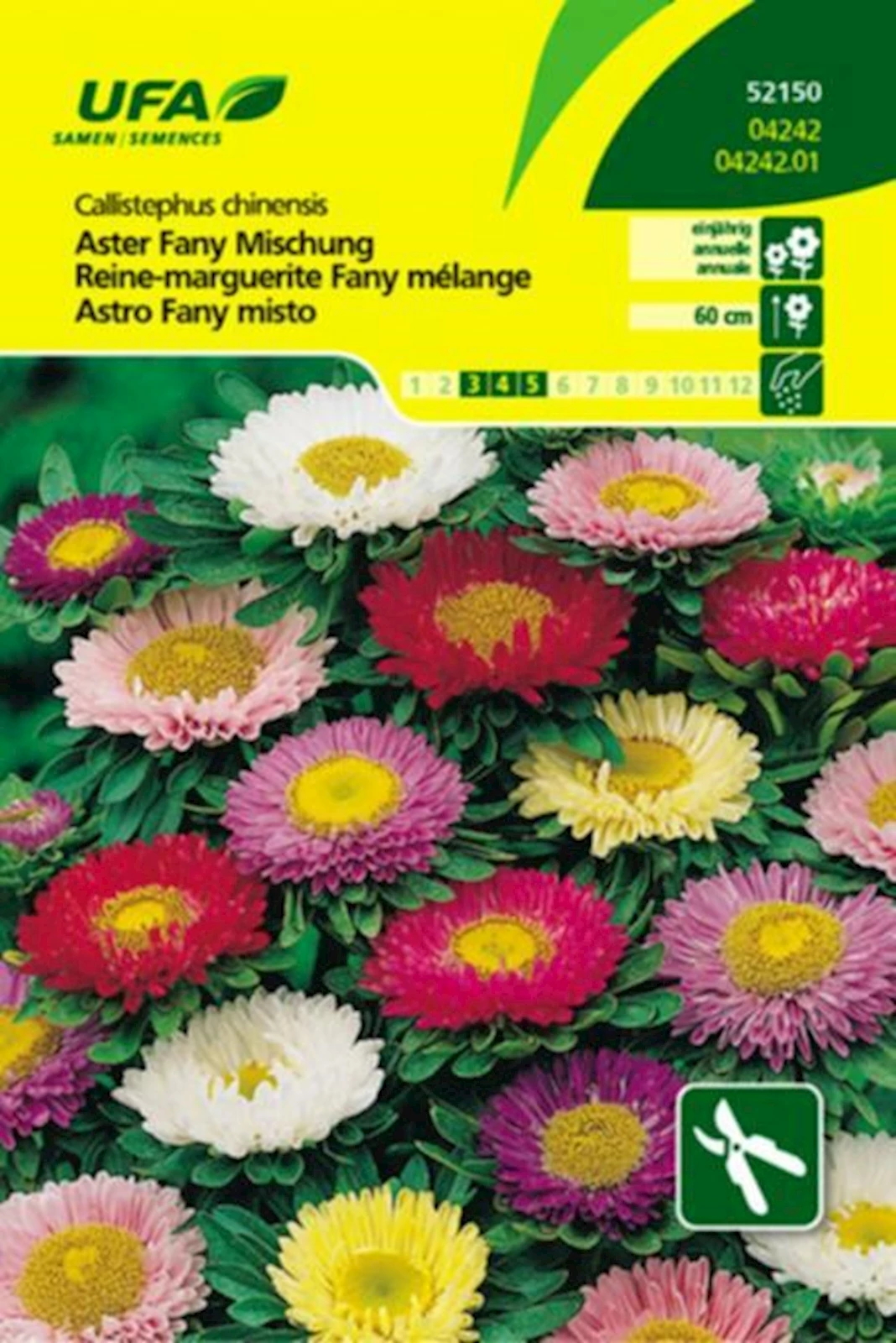 Aster Fany mélange UFA