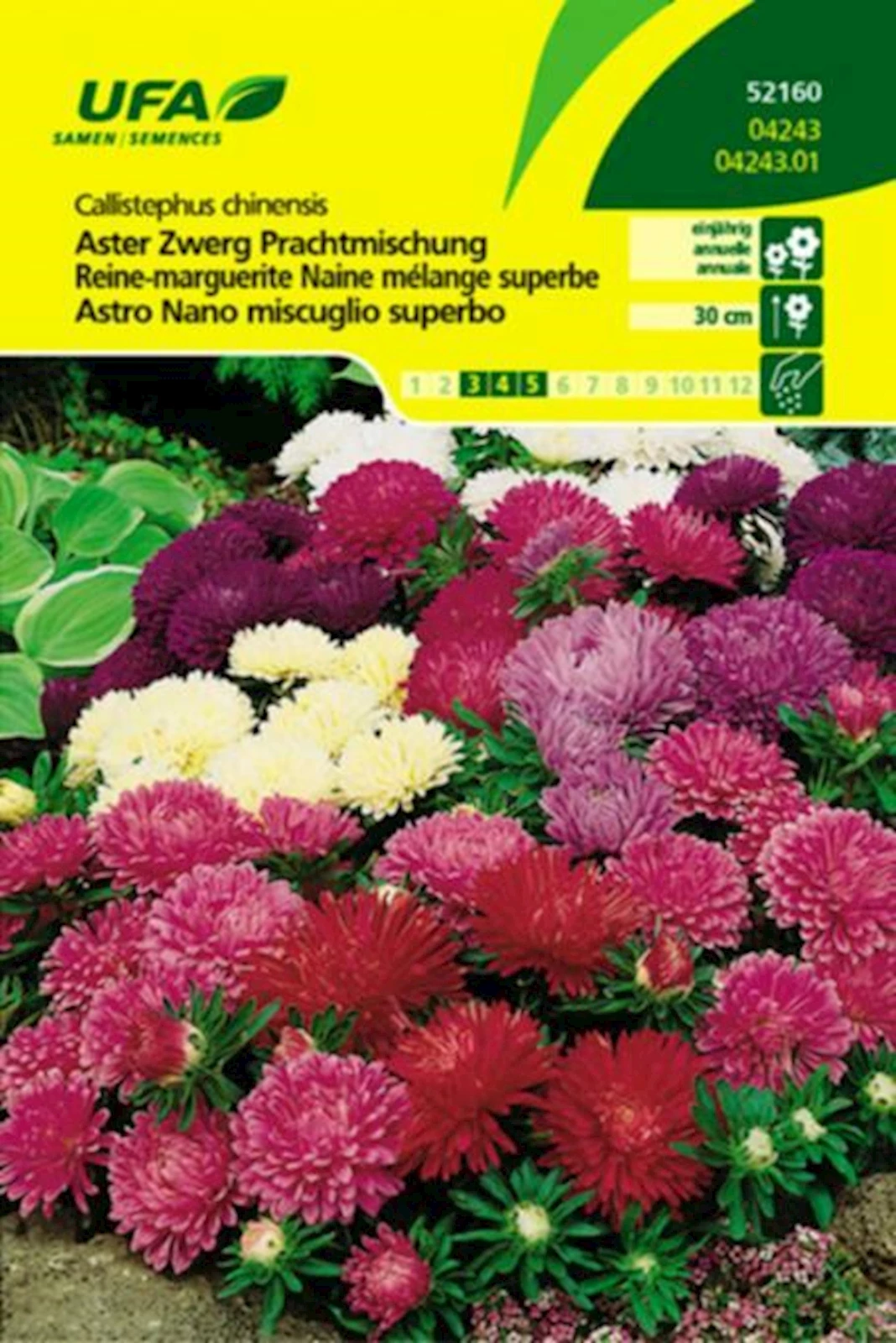 Aster Zwerg Prachtmischung UFA