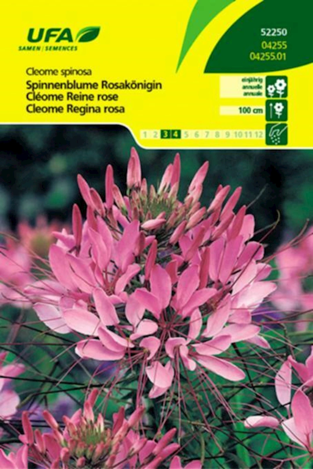 Spinnenblume Rosakönigin UFA