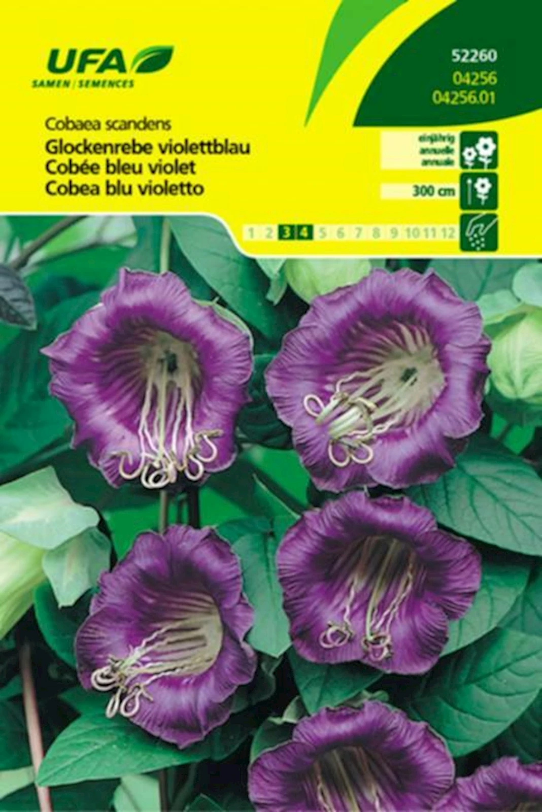 Glockenrebe Blauviolett UFA