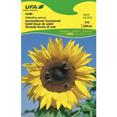 Sonnenblume Sonnenrad UFA
