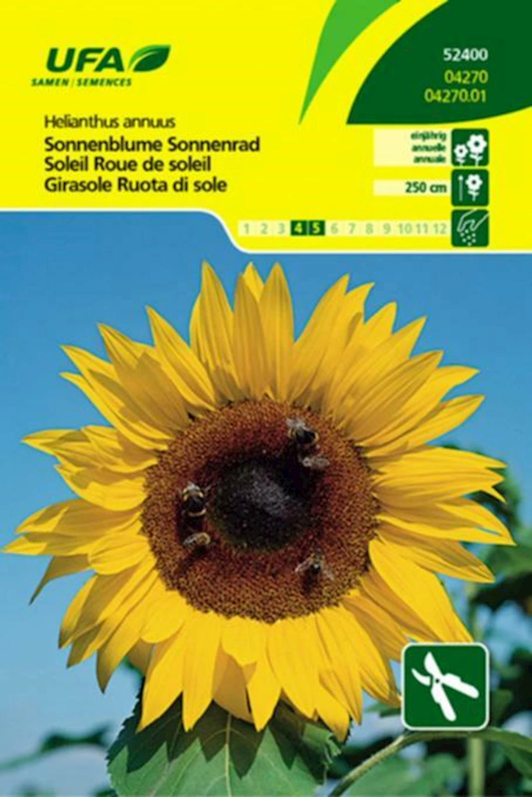 Sonnenblume Sonnenrad UFA