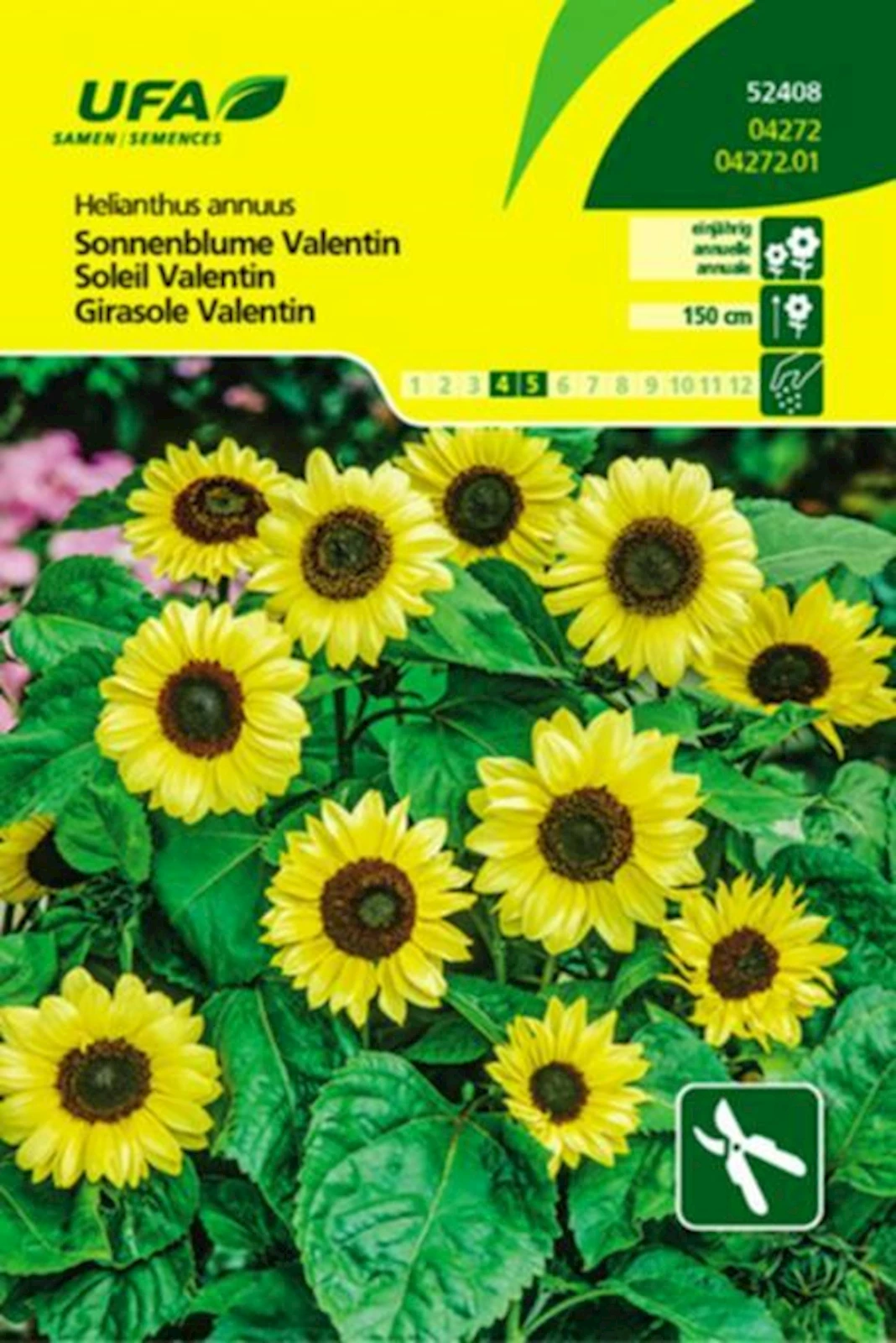 Sonnenblume Valentin UFA
