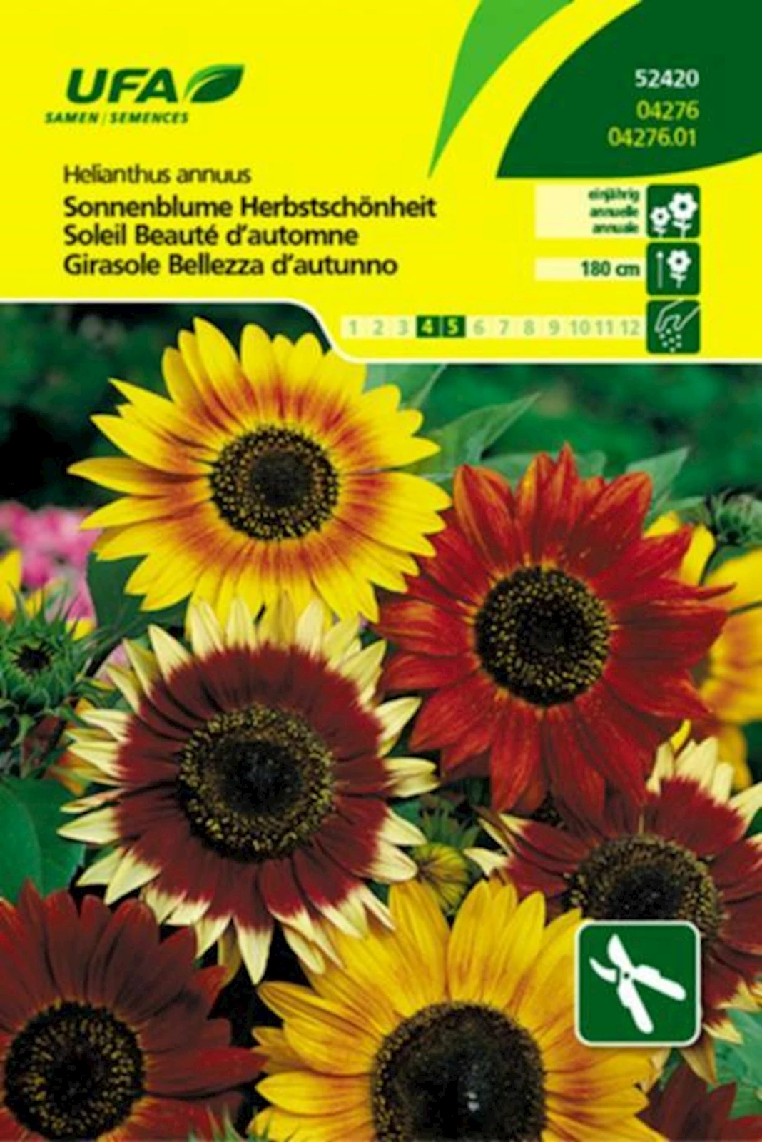 Sonnenblume Herbstschönheit UFA