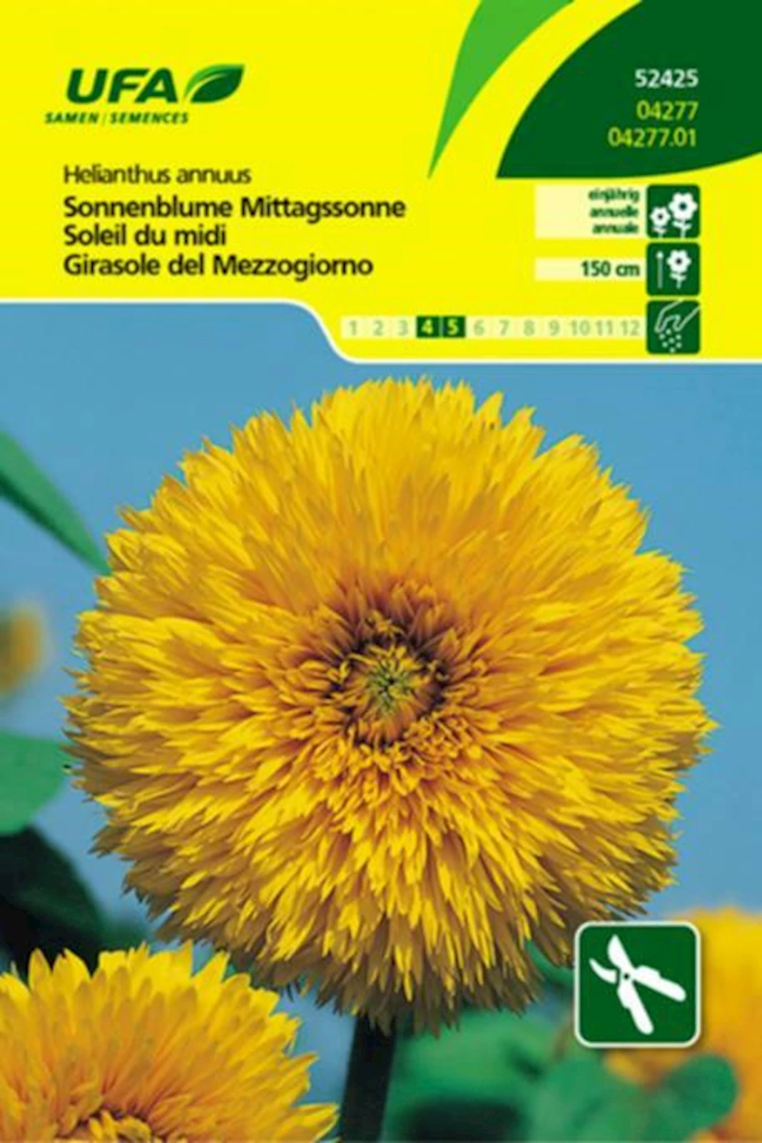 Sonnenblume Mittagssonne UFA