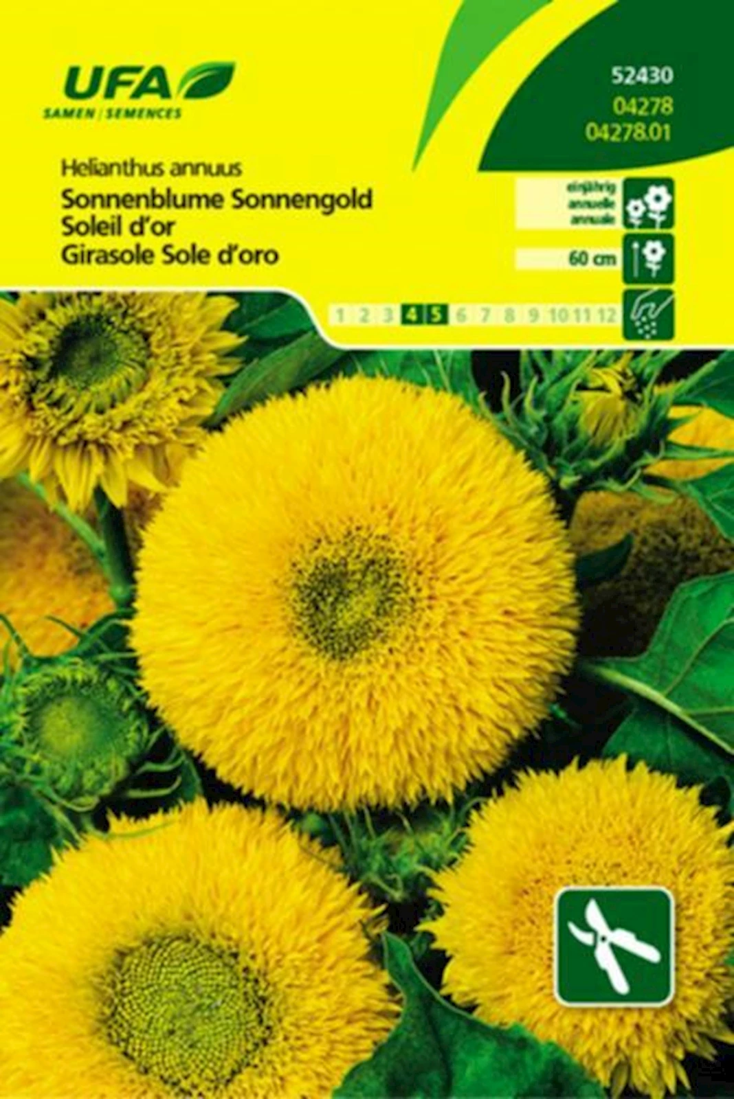 Sonnenblume Sonnengold Gef UFA