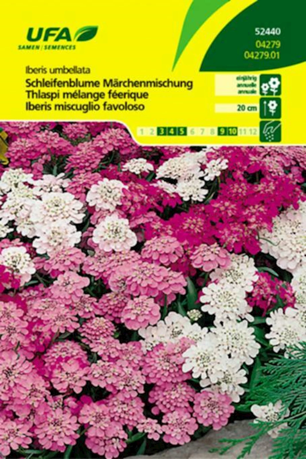 Schleifenblume Märchenmischung UFA