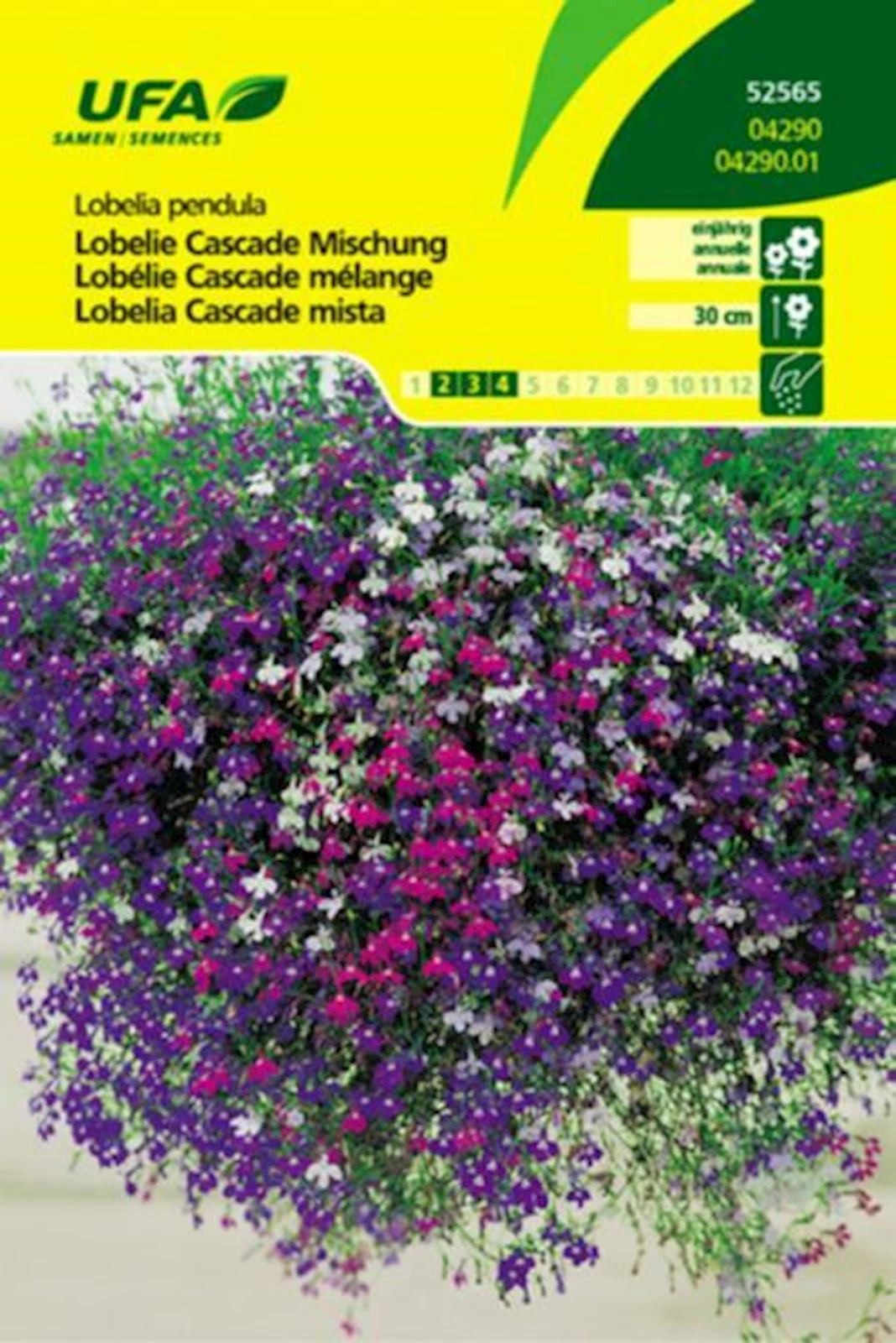 Lobélie cascade mélange UFA