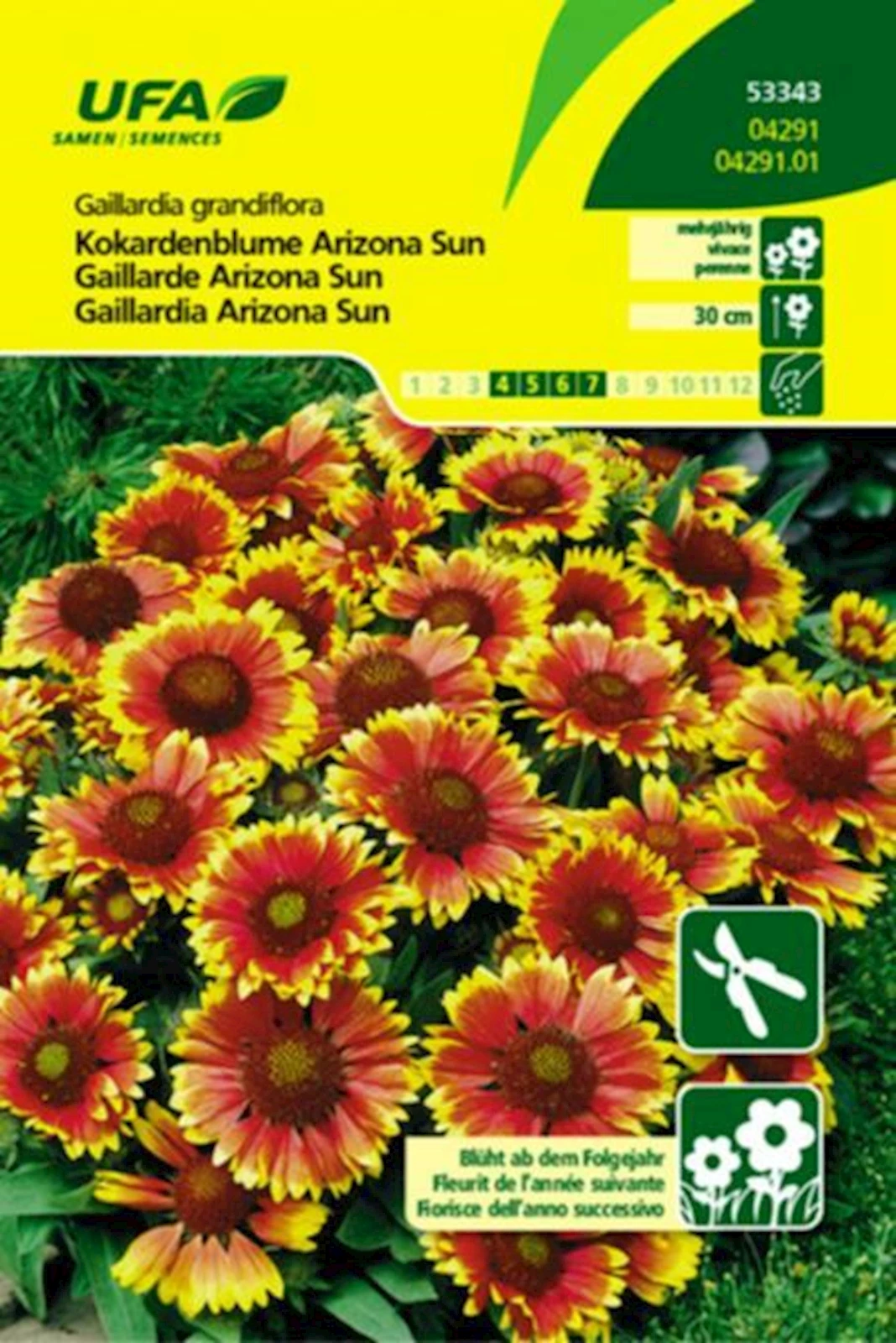 Kokardenblume Arizona Sun UFA