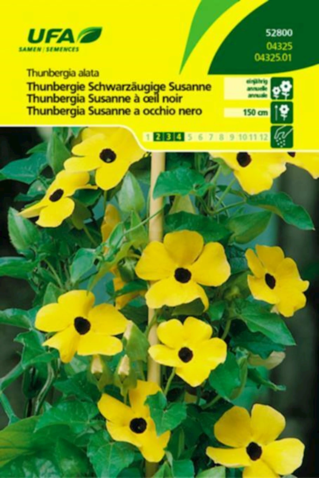 Thunbergia à œil noir UFA