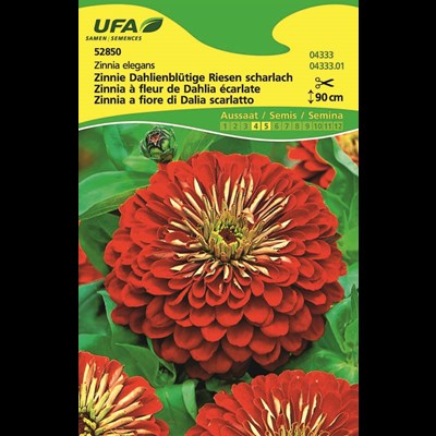 Zinnia à fleur dahlia UFA