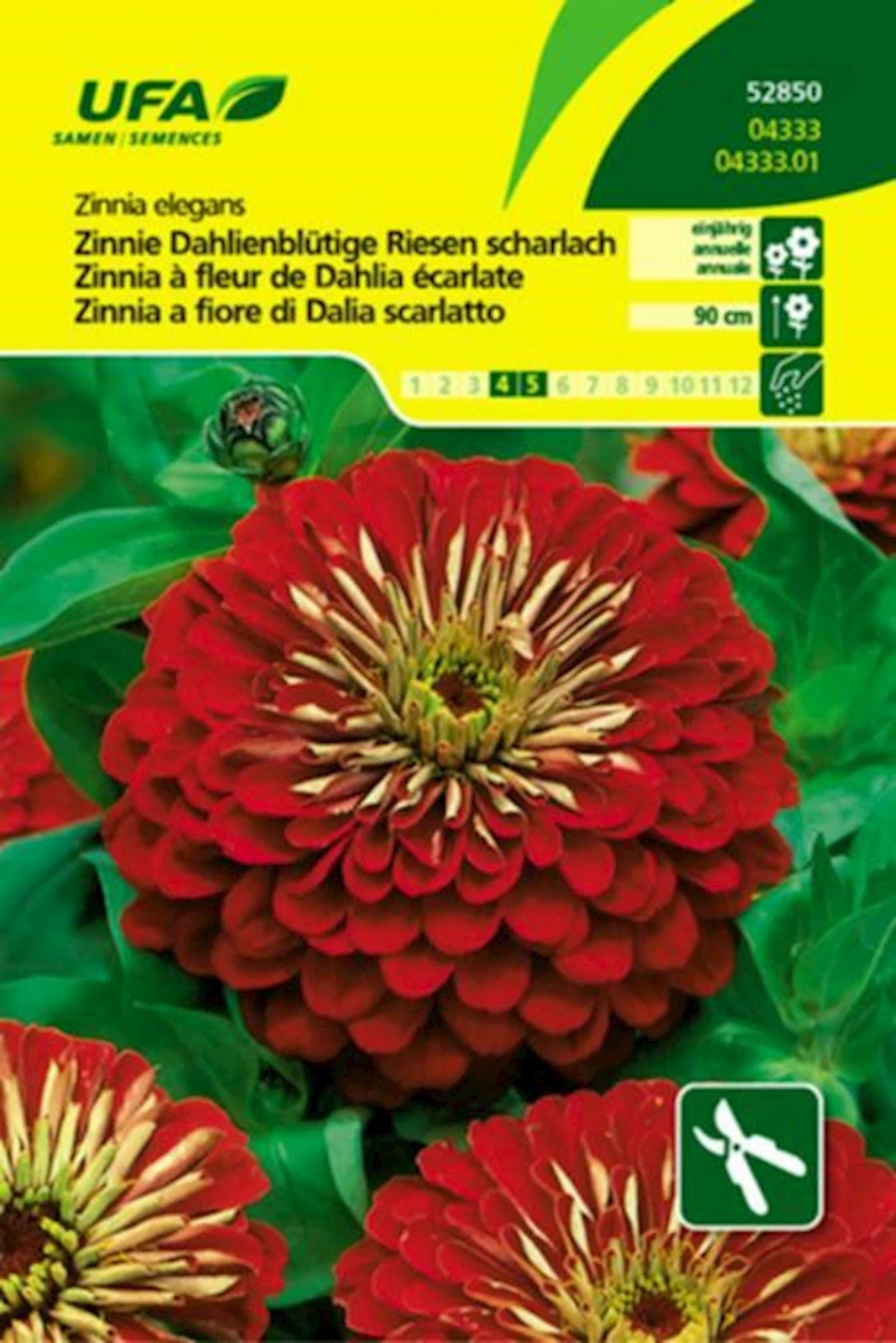 Zinnie Riesen Scharlach UFA