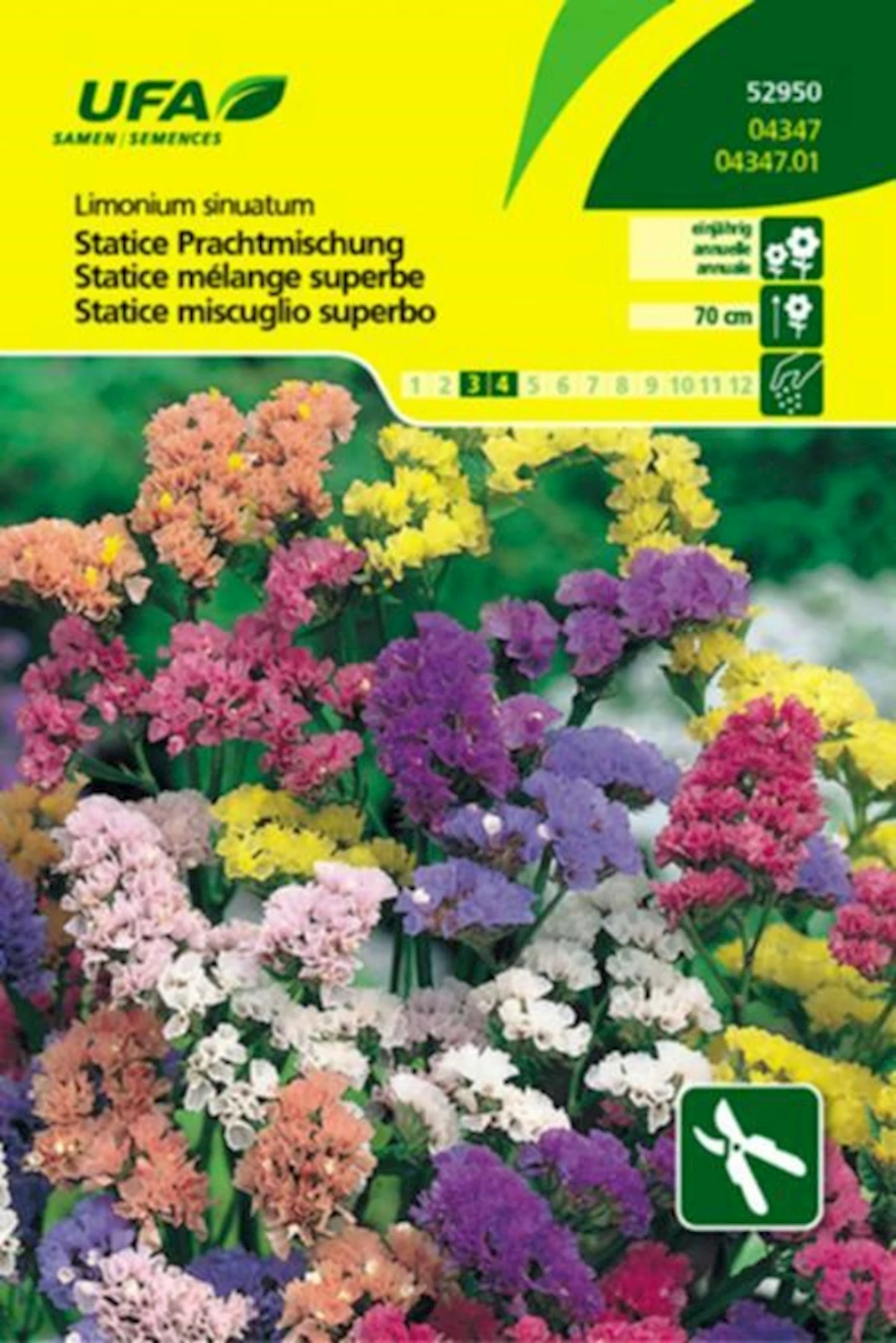 Statice Prachtmischung UFA