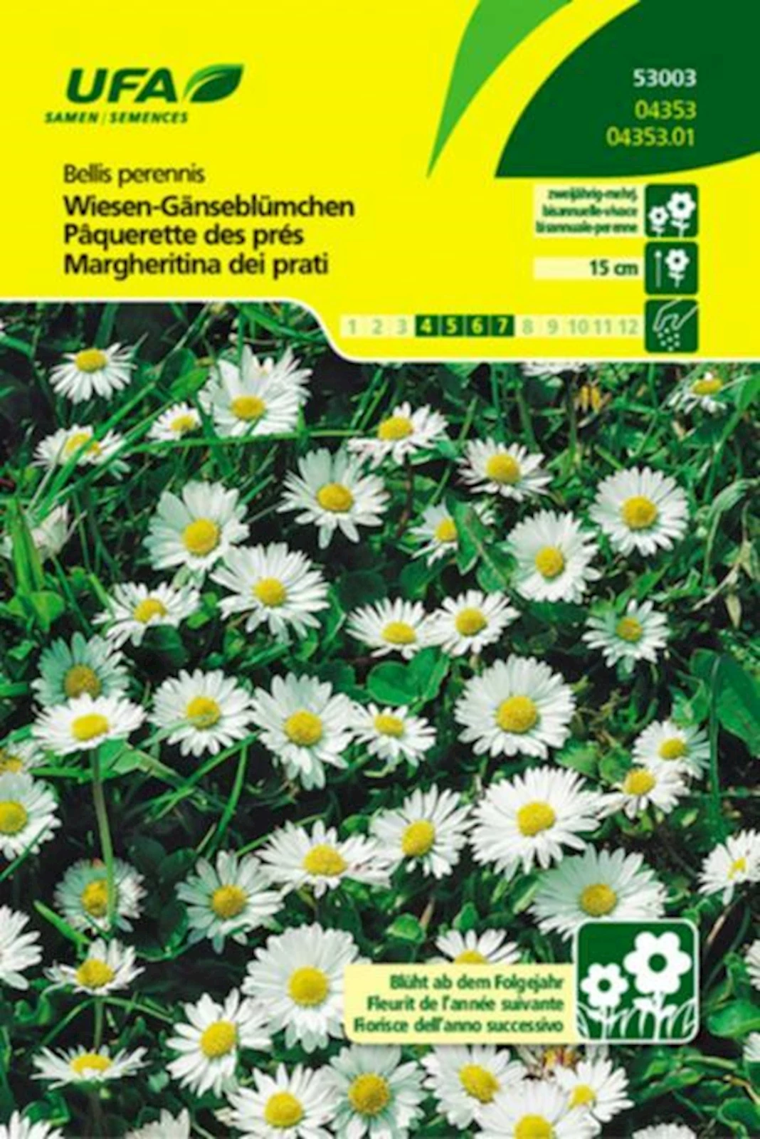 Wiesengänseblümchen mehrj.UFA