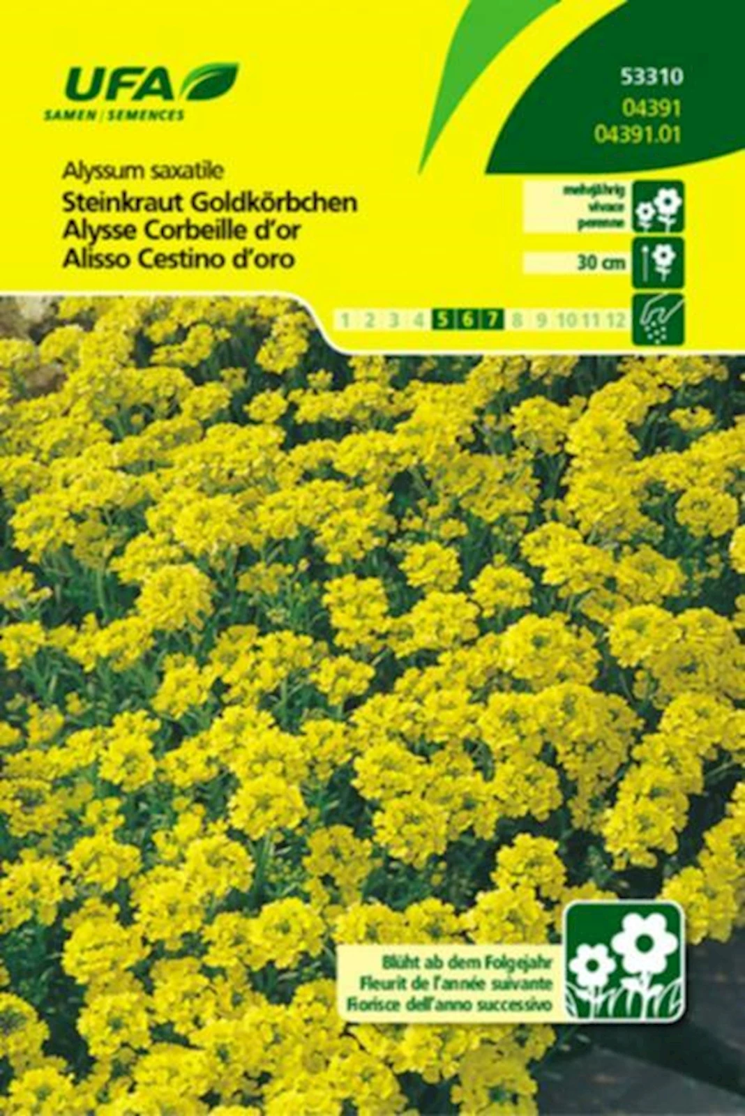 Steinkraut Goldkörbchen UFA