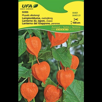 Lampionblume orangerot UFA