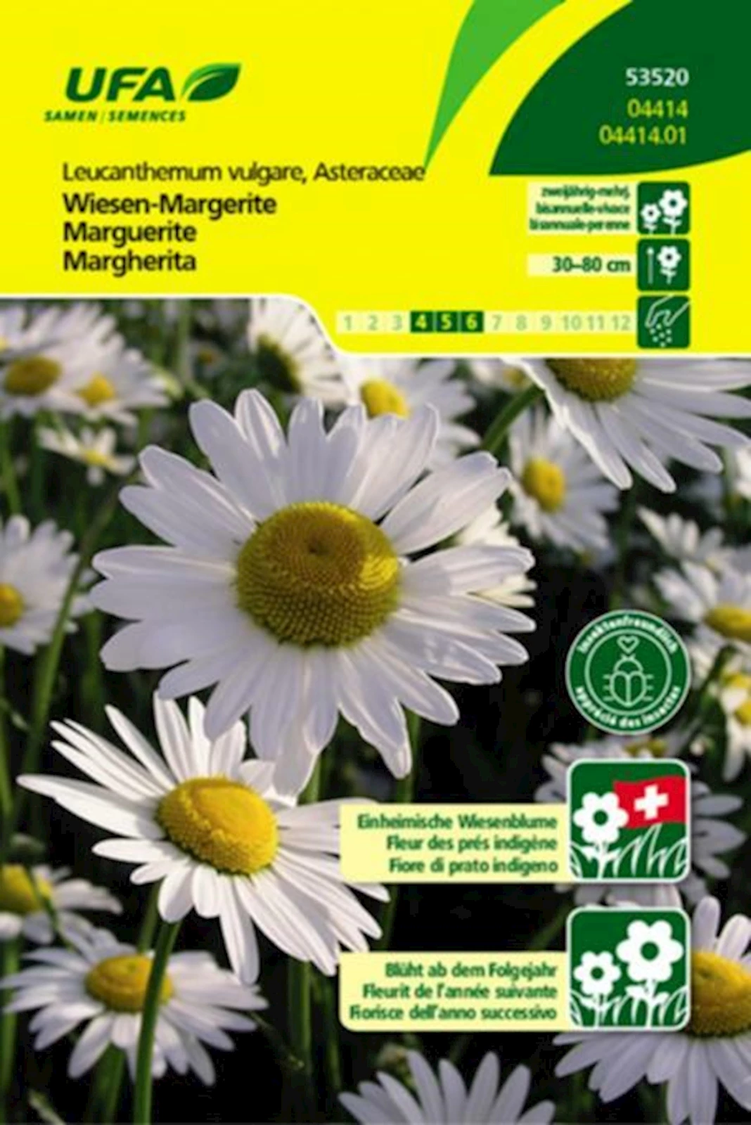 Wiesen-Margerite weiss UFA