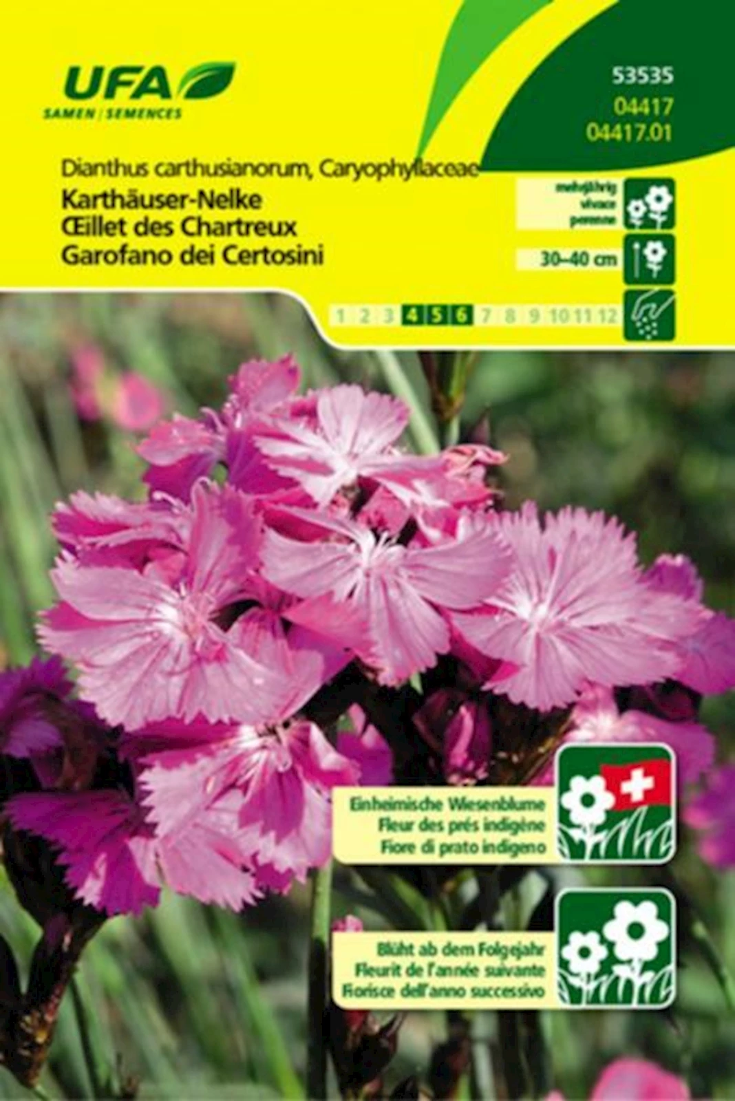 Kartäuser-Nelke rot UFA