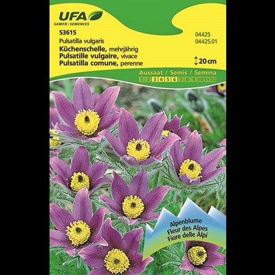 Anémone pulsatile violet UFA