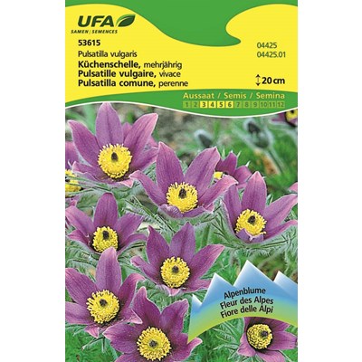 Anémone pulsatile violet UFA