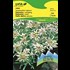 Edelweiss blanc argenté UFA