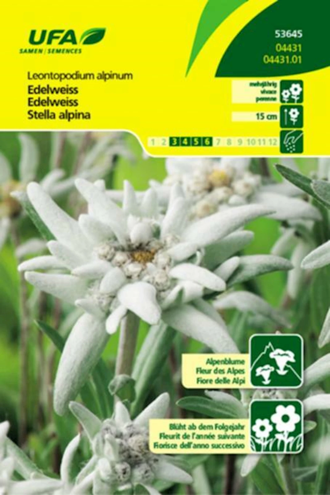 Edelweiss silberweiss UFA