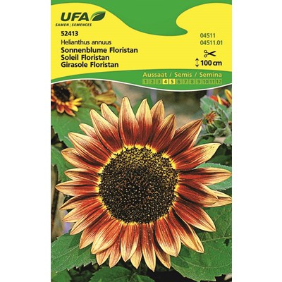 Sonnenblume Floristan UFA