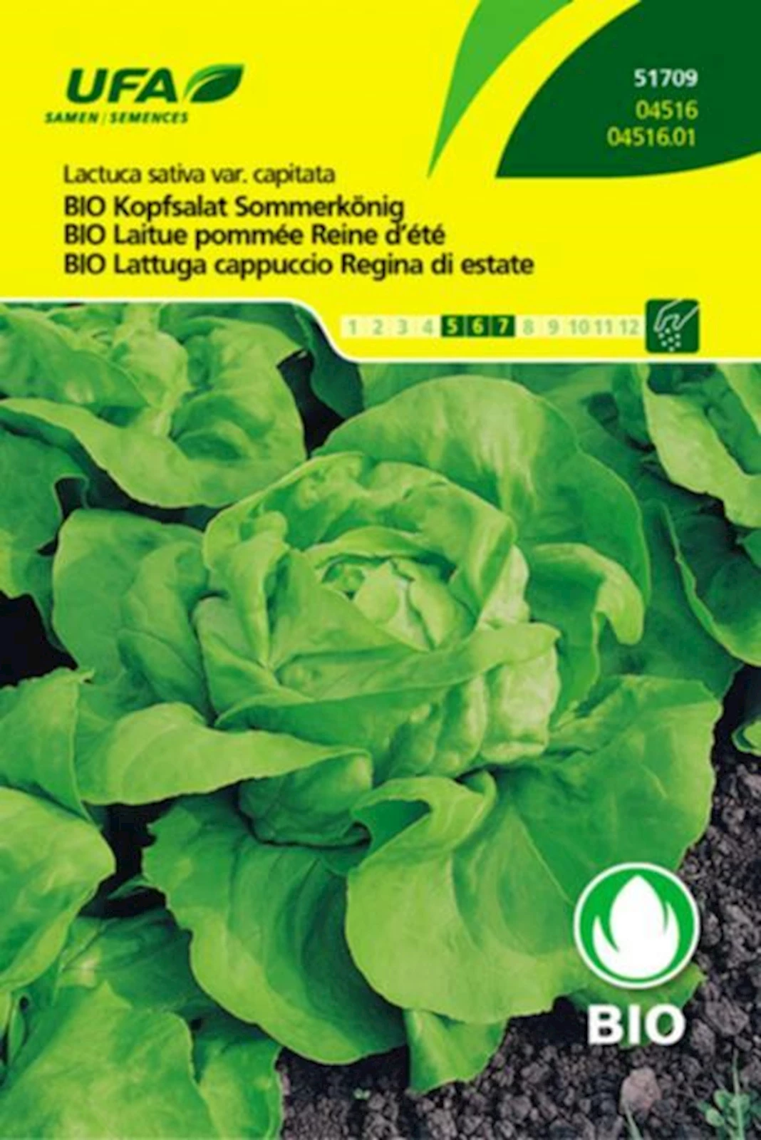 Kopfsalat Sommerkönig BIO-K UFA