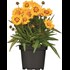 Plantes vivaces XL P25 cm