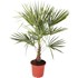 Palmier tessinois moyen P27 cm